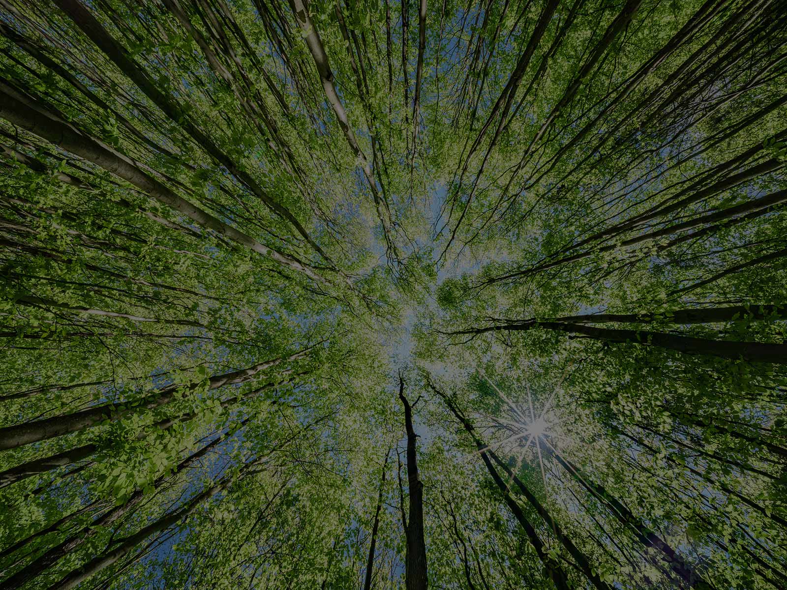 The B-Corp Journey, taking steps on the road to better business